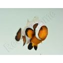 Amphiprion Gladiator Extrême élevage ACDP