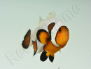 Amphiprion Gladiator Extrême élevage ACDP
