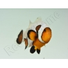 Amphiprion Gladiator Extrême élevage ACDP