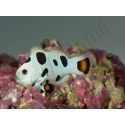Amphiprion Mocha storm élevage ACDP