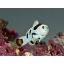 Amphiprion Mocha storm élevage ACDP