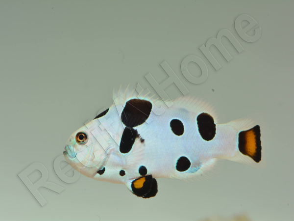 Amphiprion Mocha storm élevage ACDP