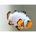 Amphiprion Frosbite élevage ACDP