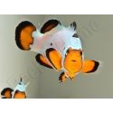 Amphiprion Frosbite élevage ACDP