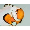 Amphiprion Frosbite élevage ACDP
