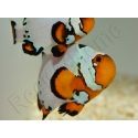 Amphiprion Frosbite élevage ACDP