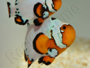 Amphiprion Frosbite élevage ACDP