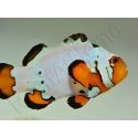 Amphiprion Frosbite élevage ACDP
