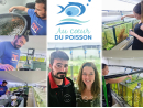Acreichthys tomentosus S ELEVAGE FRANCE ACDP 