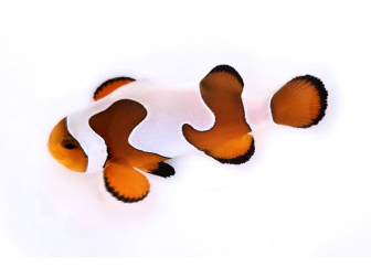 Amphiprion Gladiator Premium  élevage ACDP