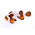 Amphiprion Gladiator Premium  élevage ACDP