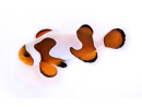 Amphiprion Gladiator Premium  élevage ACDP