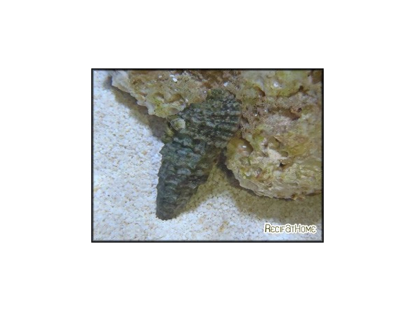Cerithium sp.