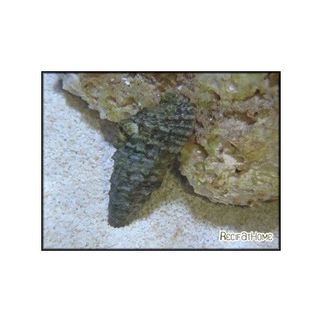 Cerithium sp.
