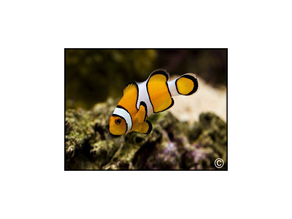 Amphiprion percula