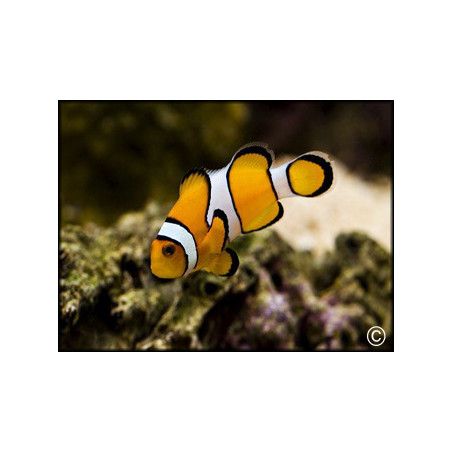 Amphiprion percula