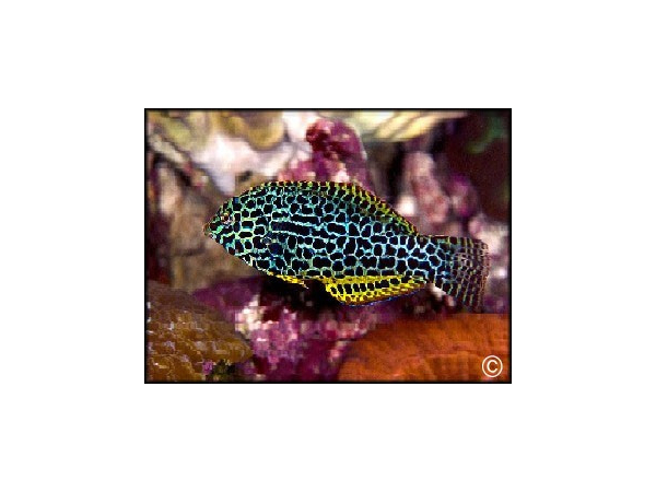 Macropharyngodon meleagris