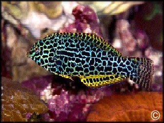 Macropharyngodon meleagris