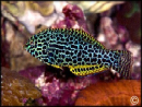 Macropharyngodon meleagris