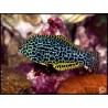 Macropharyngodon meleagris