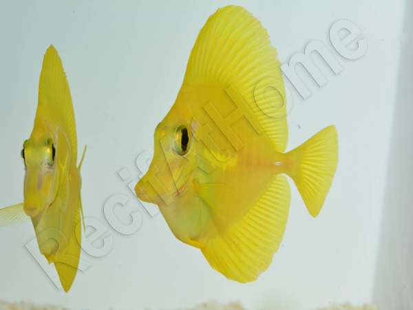 Zebrasoma flavescens portée 2022 Elevage Biota S 3-4cm +1 sachet de granulés offert