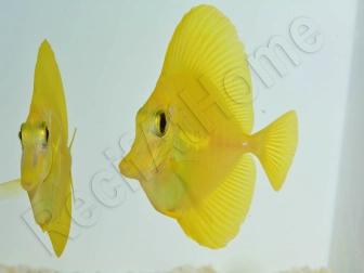 Zebrasoma flavescens portée 2022 Elevage Biota S 3-4cm +1 sachet de granulés offert