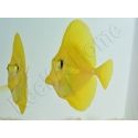 Zebrasoma flavescens portée 2022 Elevage Biota S 3-4cm +1 sachet de granulés offert