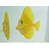 Zebrasoma flavescens portée 2022 Elevage Biota S 3-4cm +1 sachet de granulés offert