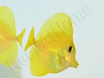Zebrasoma flavescens portée 2022 Elevage Biota S 3-4cm +1 sachet de granulés offert