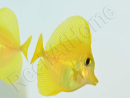 Zebrasoma flavescens portée 2022 Elevage Biota S 3-4cm +1 sachet de granulés offert