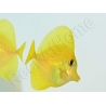 Zebrasoma flavescens portée 2022 Elevage Biota S 3-4cm +1 sachet de granulés offert