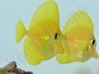 Zebrasoma flavescens portée 2022 Elevage Biota S 3-4cm +1 sachet de granulés offert