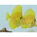 Zebrasoma flavescens portée 2022 Elevage Biota S 3-4cm +1 sachet de granulés offert