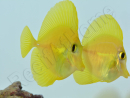 Zebrasoma flavescens portée 2022 Elevage Biota S 3-4cm +1 sachet de granulés offert