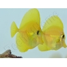 Zebrasoma flavescens portée 2022 Elevage Biota S 3-4cm +1 sachet de granulés offert