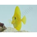 Zebrasoma flavescens portée 2022 Elevage Biota S 3-4cm +1 sachet de granulés offert