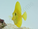 Zebrasoma flavescens portée 2022 Elevage Biota S 3-4cm +1 sachet de granulés offert