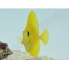 Zebrasoma flavescens portée 2022 Elevage Biota S 3-4cm +1 sachet de granulés offert