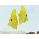 Zebrasoma flavescens portée 2022 Elevage Biota S 3-4cm +1 sachet de granulés offert