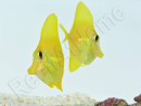 Zebrasoma flavescens portée 2022 Elevage Biota S 3-4cm +1 sachet de granulés offert