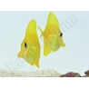 Zebrasoma flavescens portée 2022 Elevage Biota S 3-4cm +1 sachet de granulés offert