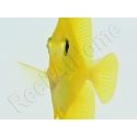 Zebrasoma flavescens portée 2022 Elevage Biota S 3-4cm +1 sachet de granulés offert