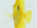 Zebrasoma flavescens portée 2022 Elevage Biota S 3-4cm +1 sachet de granulés offert