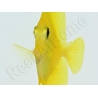 Zebrasoma flavescens portée 2022 Elevage Biota S 3-4cm +1 sachet de granulés offert
