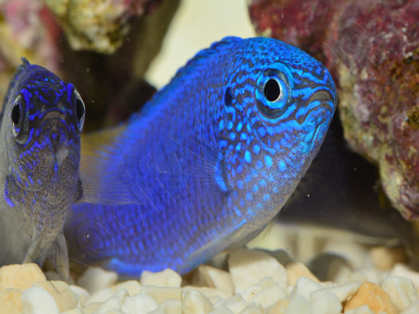 Pomacentrus pavo SM Elevage BIOTA