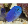 Pomacentrus pavo SM Elevage BIOTA