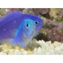Pomacentrus pavo SM Elevage BIOTA