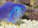 Pomacentrus pavo SM Elevage BIOTA