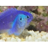 Pomacentrus pavo SM Elevage BIOTA