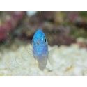 Pomacentrus pavo SM Elevage BIOTA